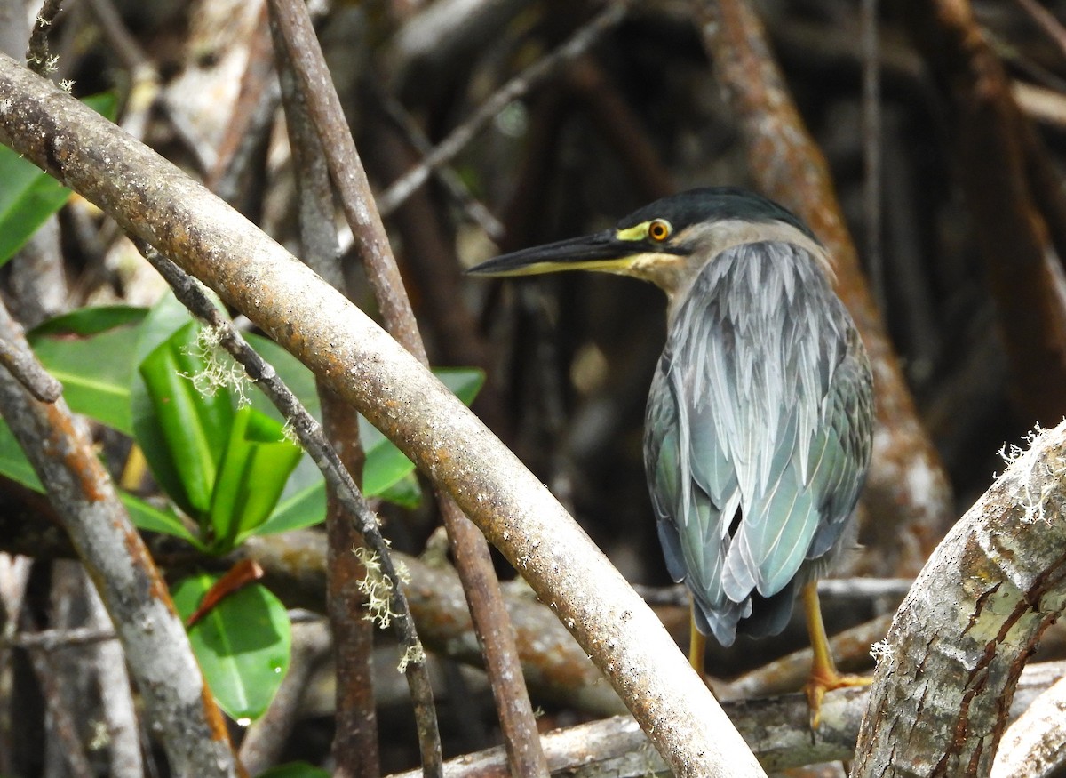 Lava Heron - ML650963660