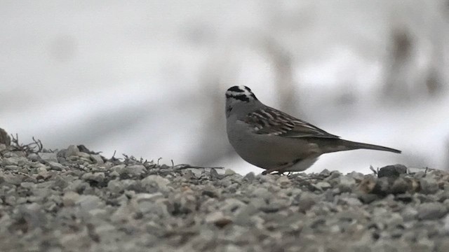 White-crowned Sparrow - ML650963769