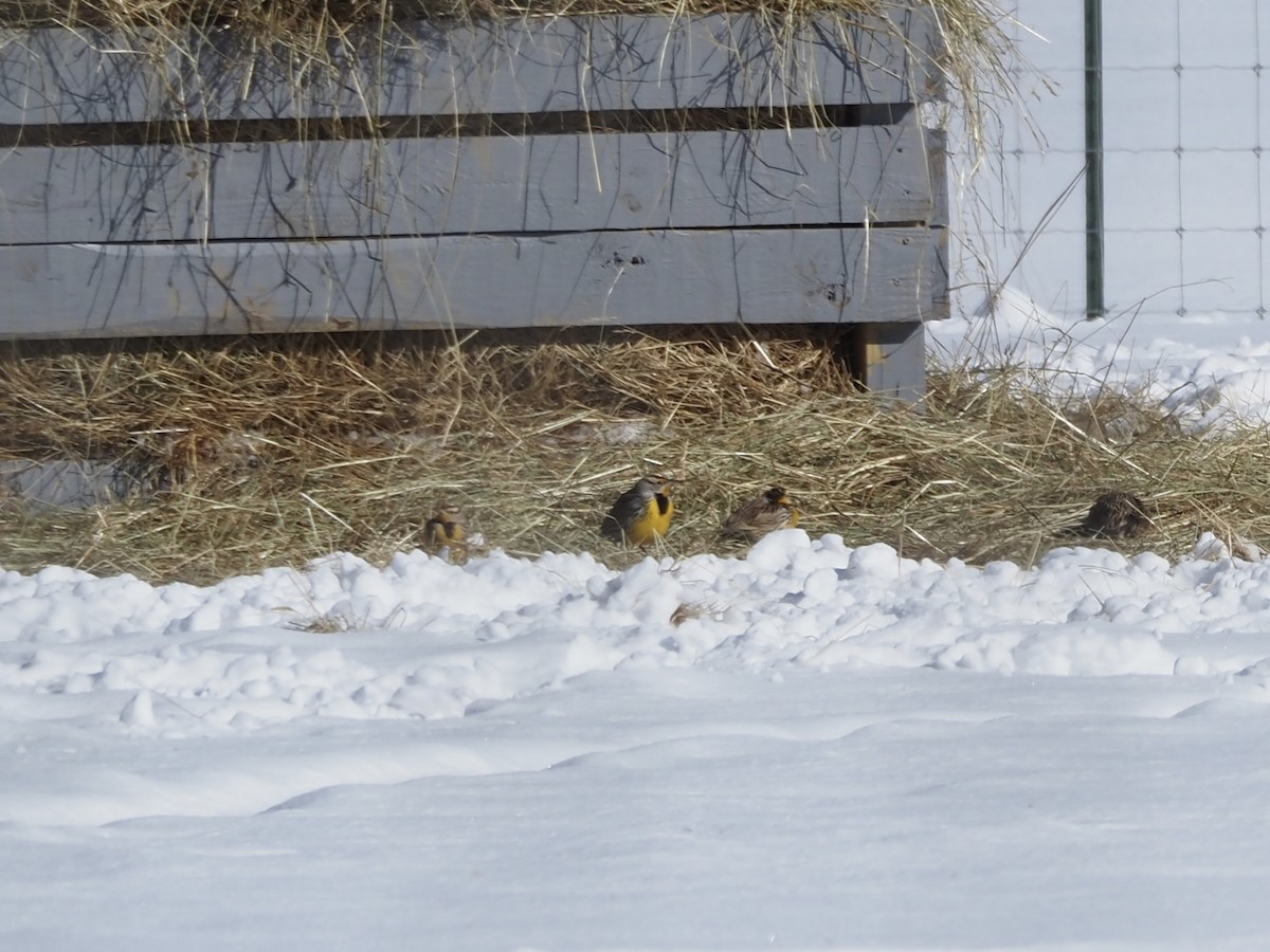 ヒガシマキバドリ - ML650963874