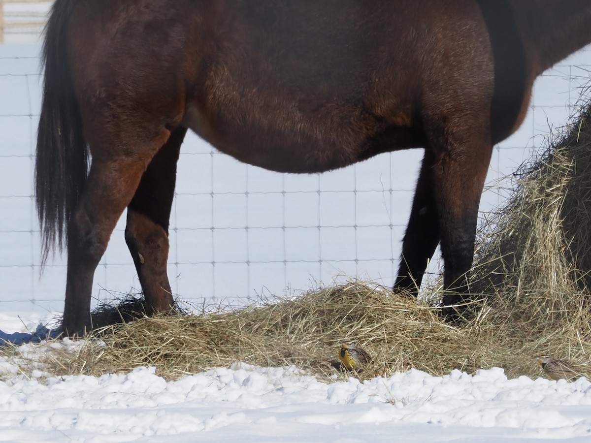 ヒガシマキバドリ - ML650963875