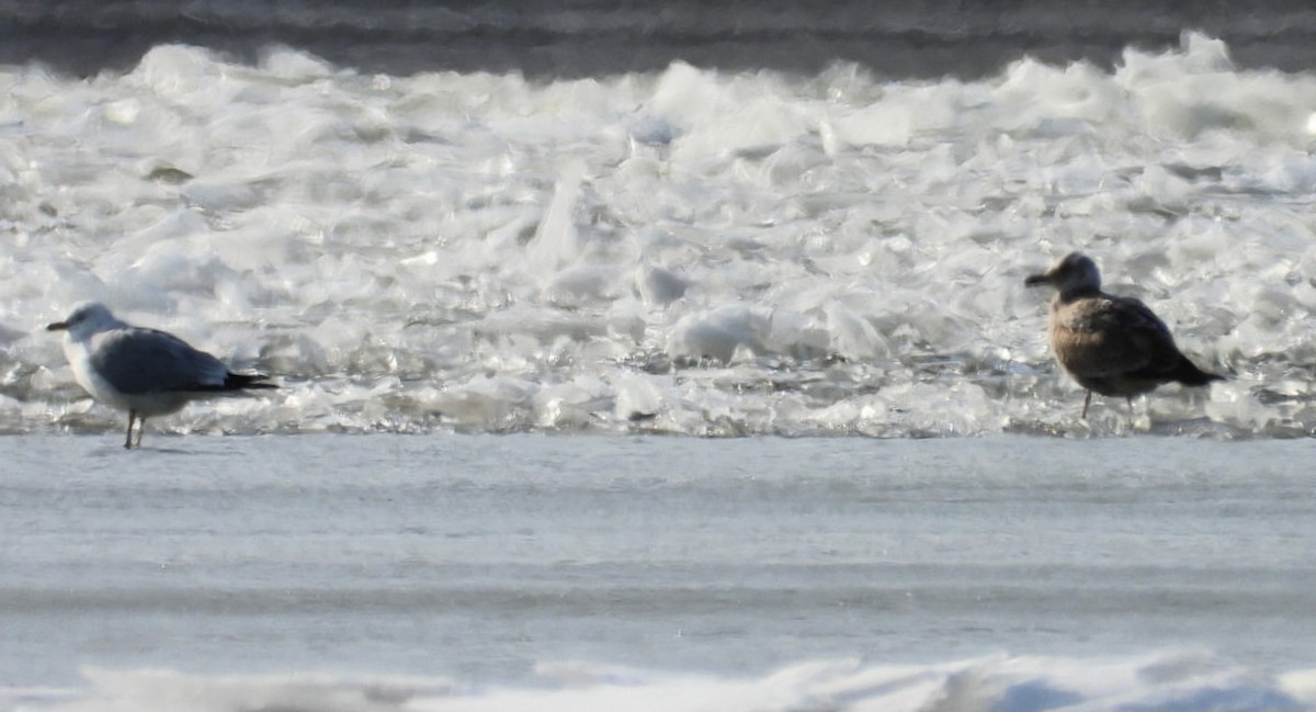 racek americký - ML650964042