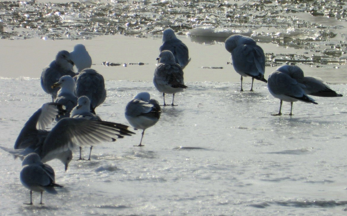 racek kroužkozobý - ML650964091