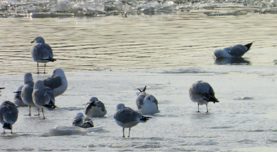 racek kroužkozobý - ML650964098