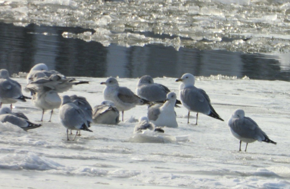 racek kroužkozobý - ML650964111