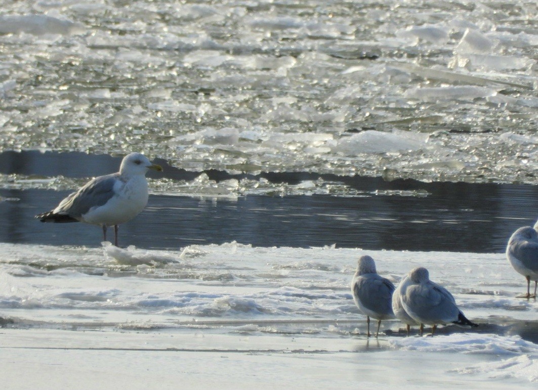 racek americký - ML650964122