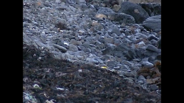 Gray Wagtail - ML650964145