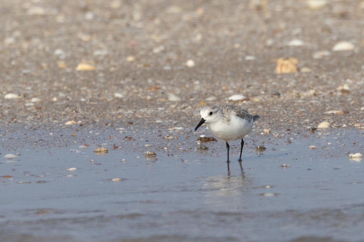 Песчанка - ML650964457