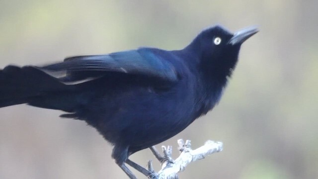 Carib Grackle - ML650964866