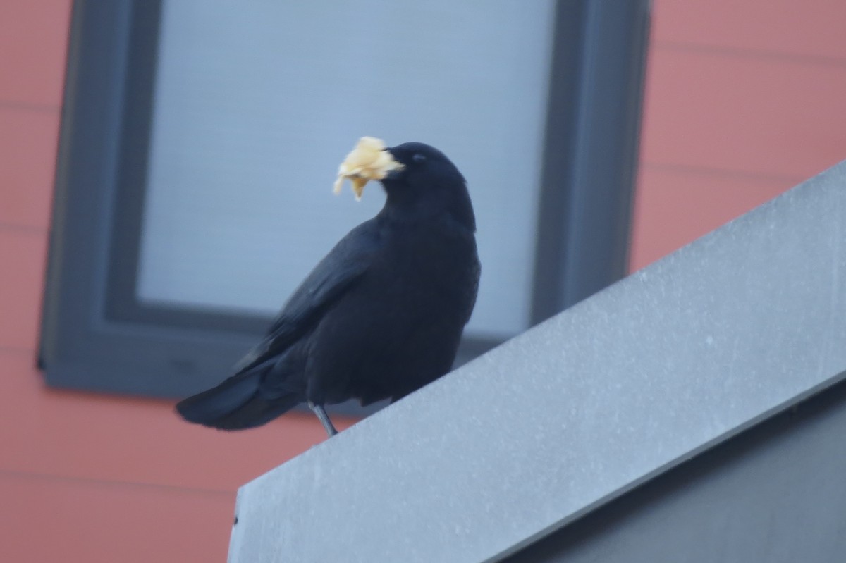 ウオガラス - ML650964936