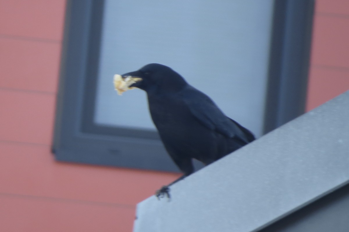 ウオガラス - ML650964938