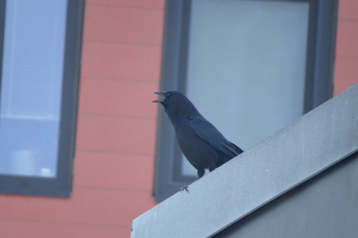 ウオガラス - ML650964971