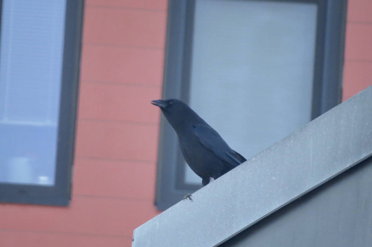 ウオガラス - ML650964972