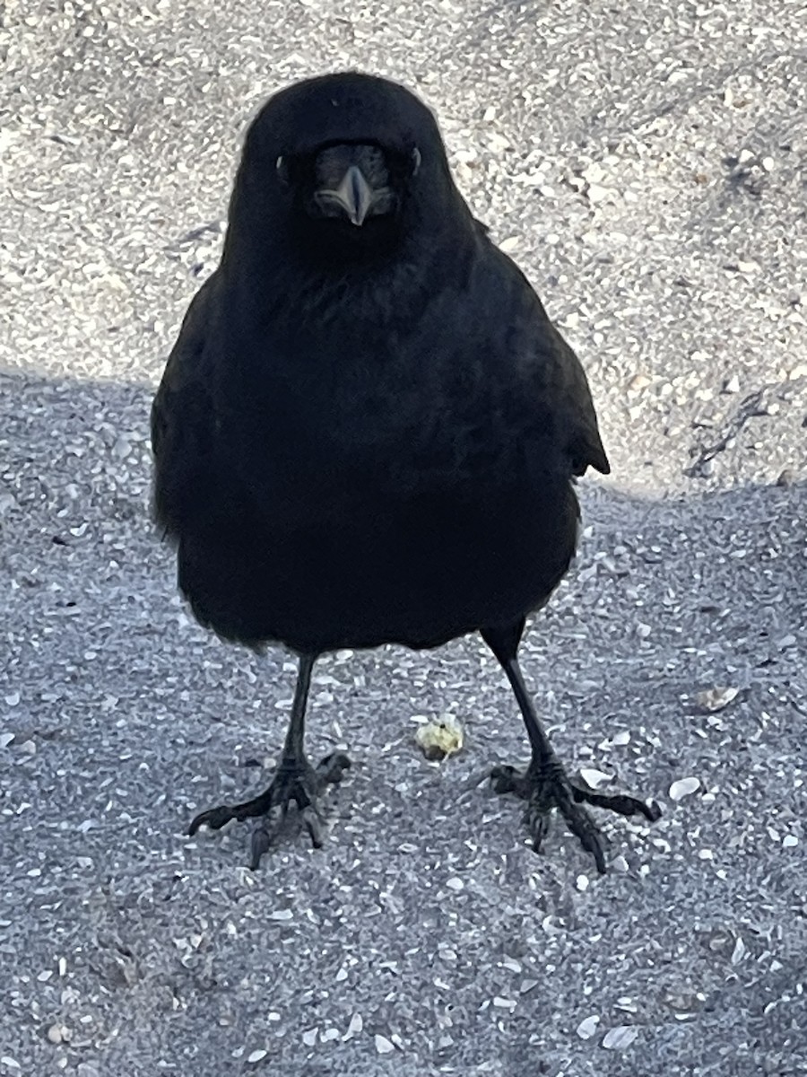 ウオガラス - ML650965045