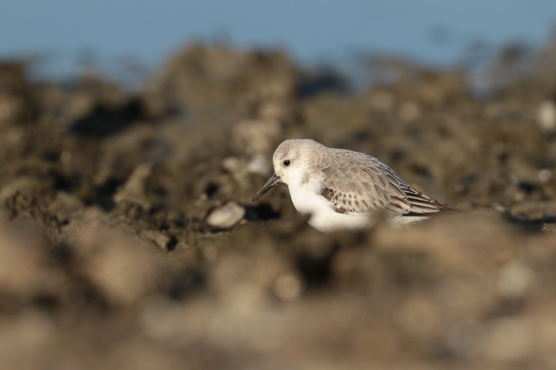 Песчанка - ML650965280