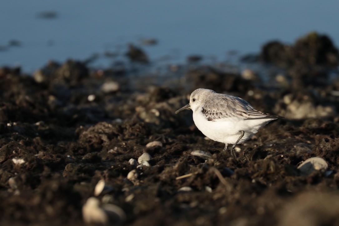 Песчанка - ML650965288