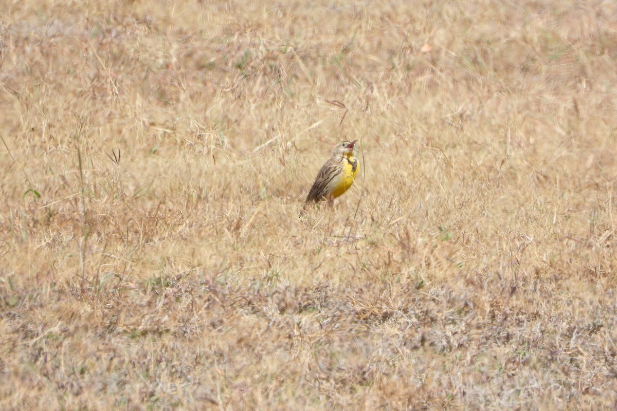 ヒガシマキバドリ - ML650965290