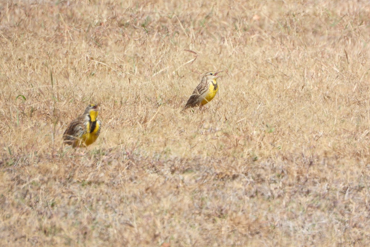 ヒガシマキバドリ - ML650965313