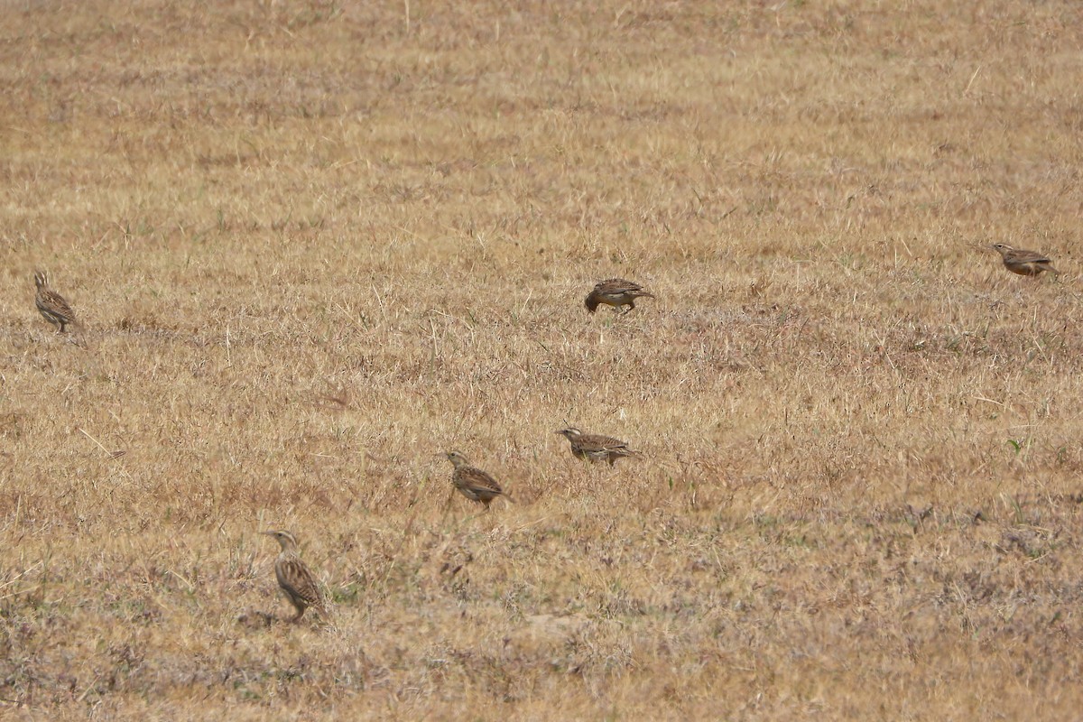 ヒガシマキバドリ - ML650965333