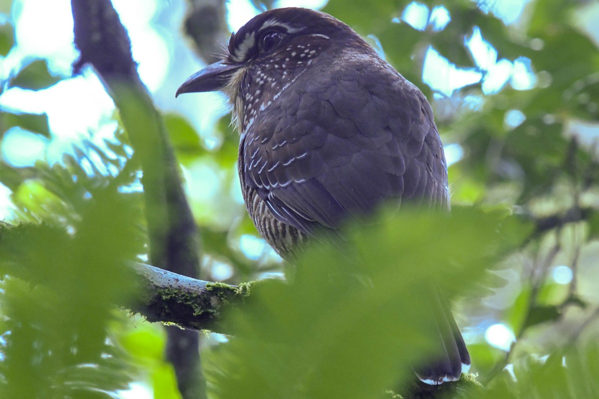 Short-legged Ground-Roller - ML650965391