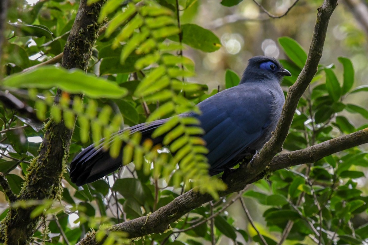 Blue Coua - ML650965422