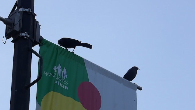 Carib Grackle - ML650965495