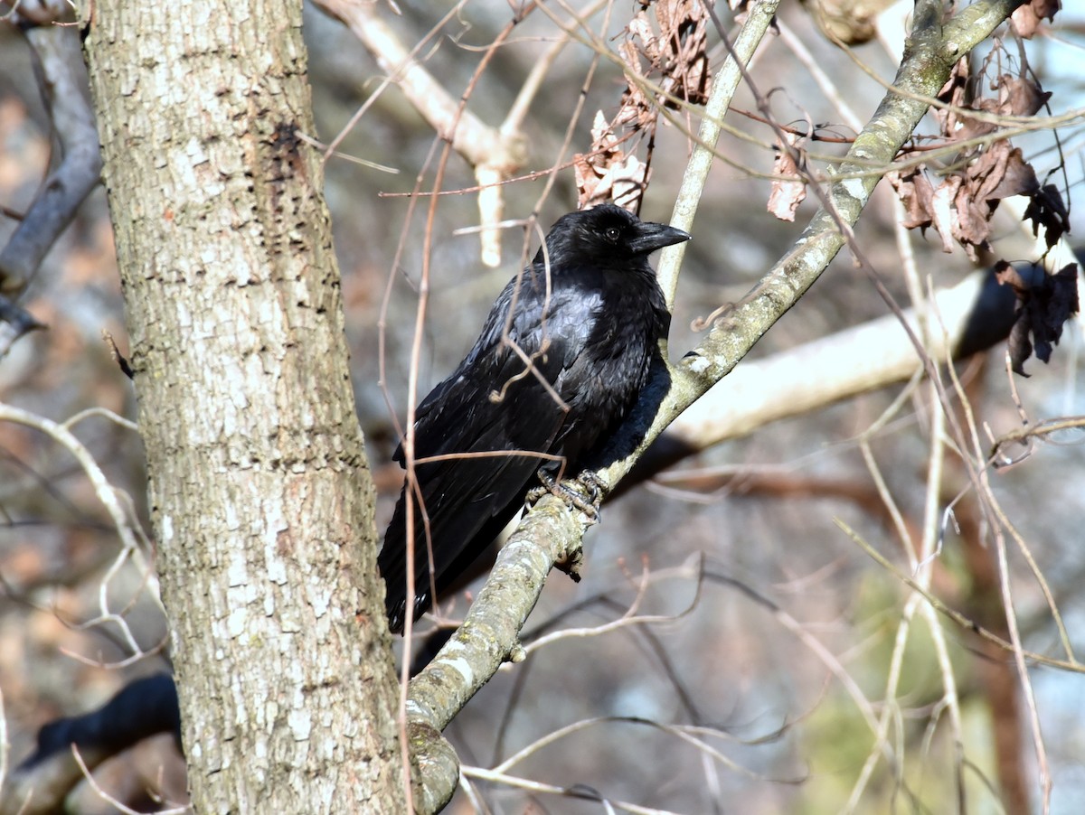 ウオガラス - ML650965830