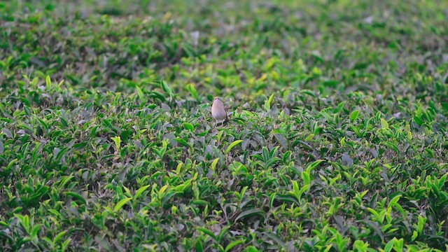 Соловей-красношейка - ML650966058