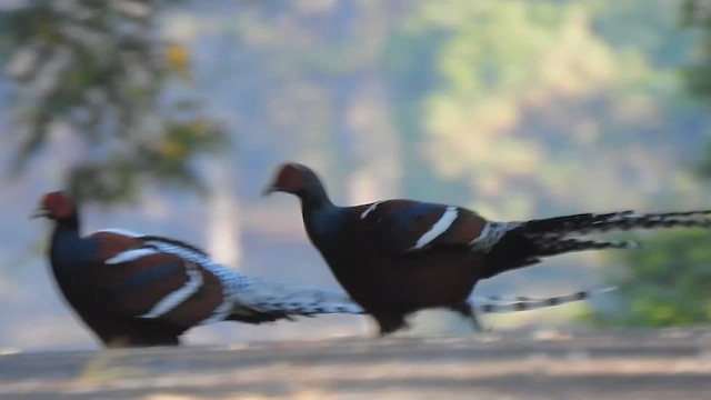 ビルマカラヤマドリ - ML650966076