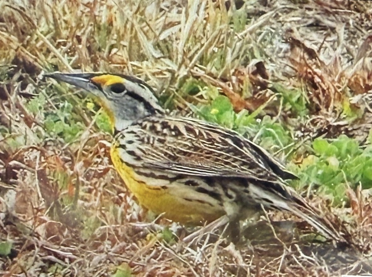 ヒガシマキバドリ - ML650966226