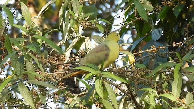 オナガアオバト - ML650966230