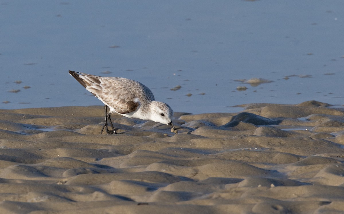 Песчанка - ML650966543
