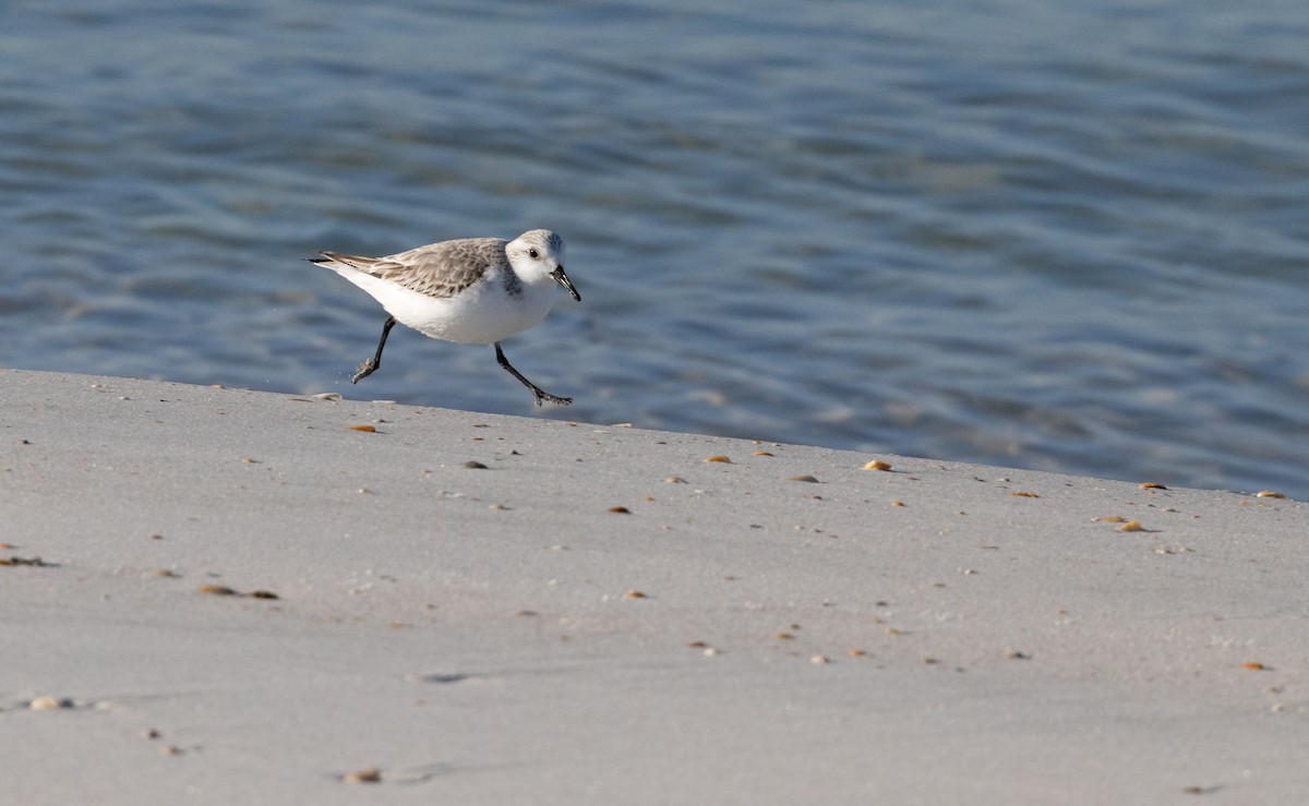 Песчанка - ML650966544
