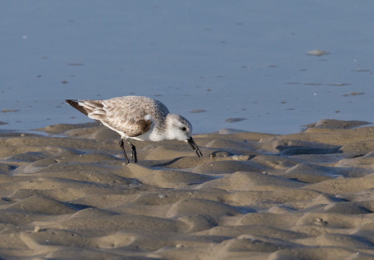 Песчанка - ML650966545