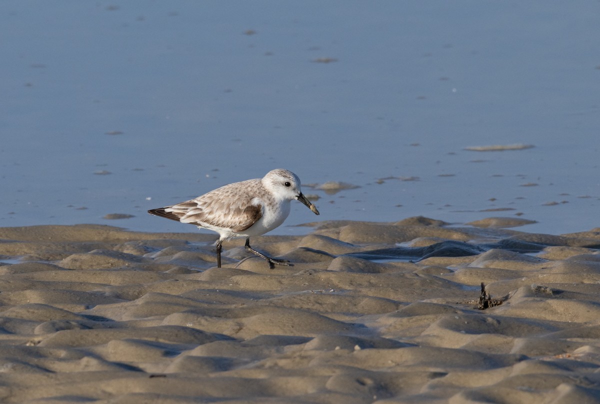 Песчанка - ML650966546