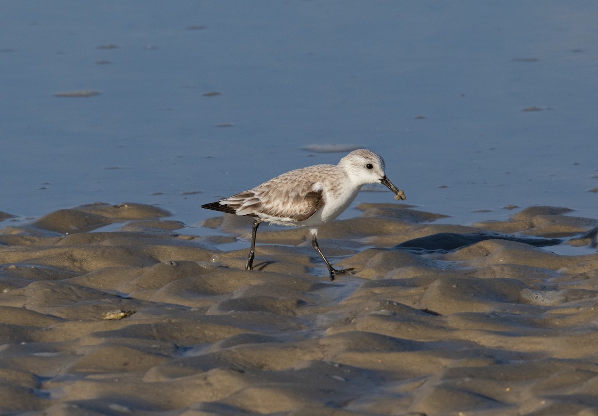 Песчанка - ML650966547
