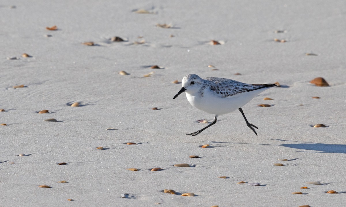 Песчанка - ML650966548
