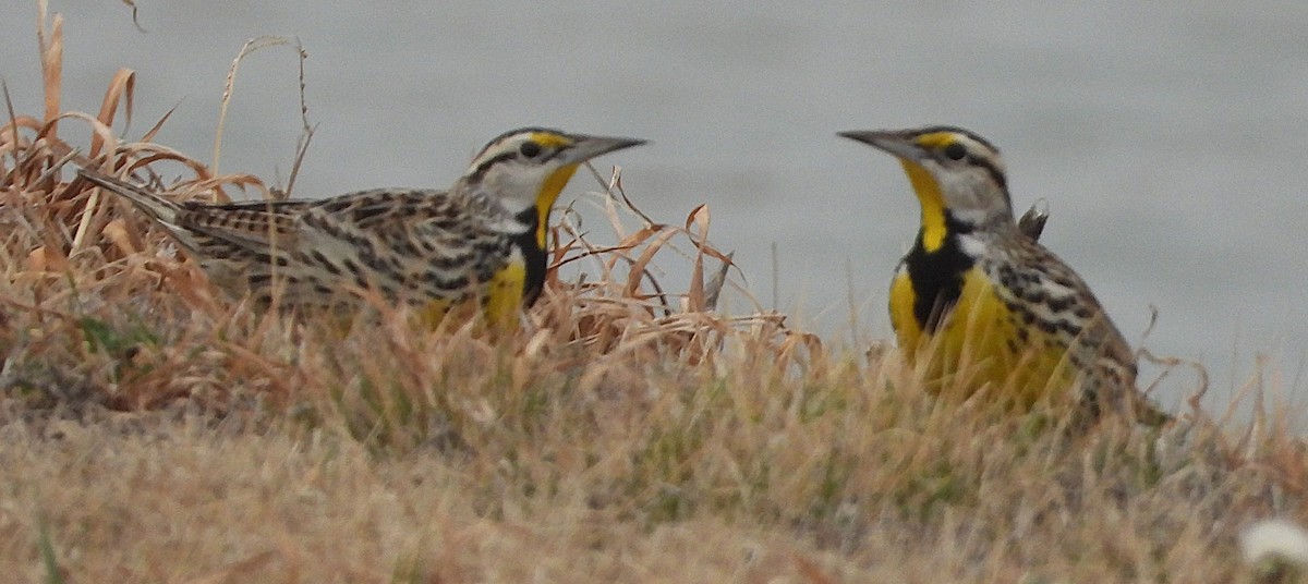 ヒガシマキバドリ - ML650966573