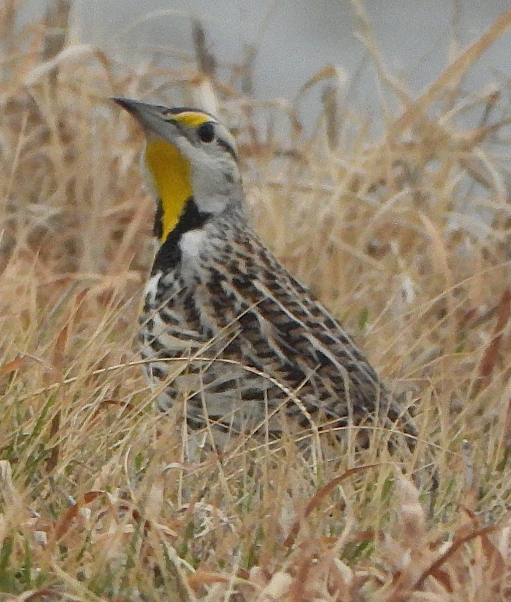 ヒガシマキバドリ - ML650966574