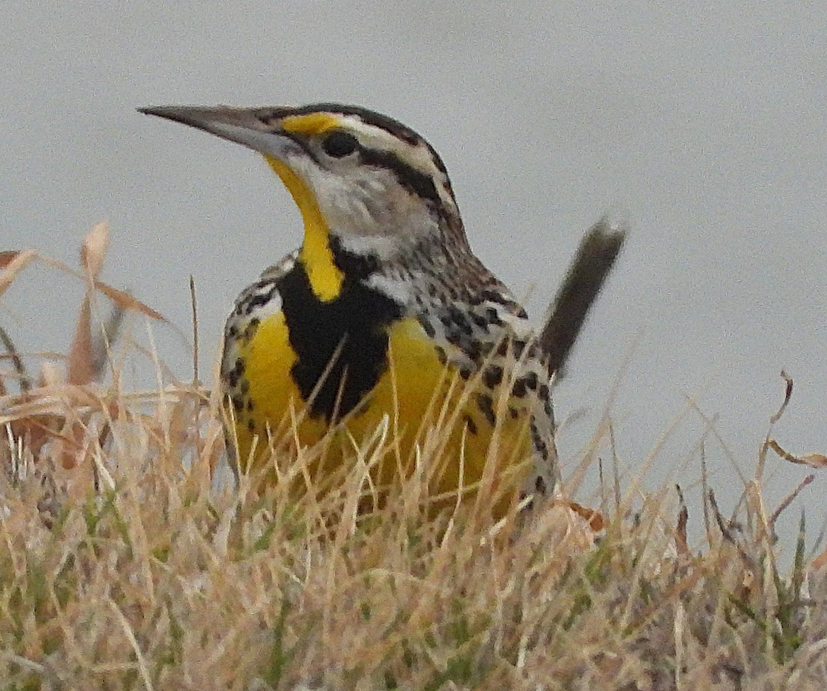 ヒガシマキバドリ - ML650966575