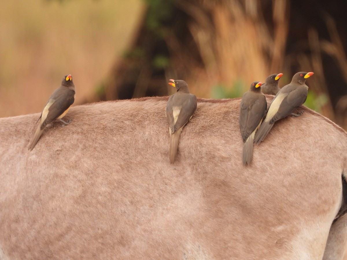 Yellow-billed Oxpecker - ML650967396
