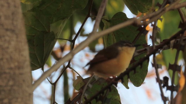 Рыжебрюхая приния - ML650967529