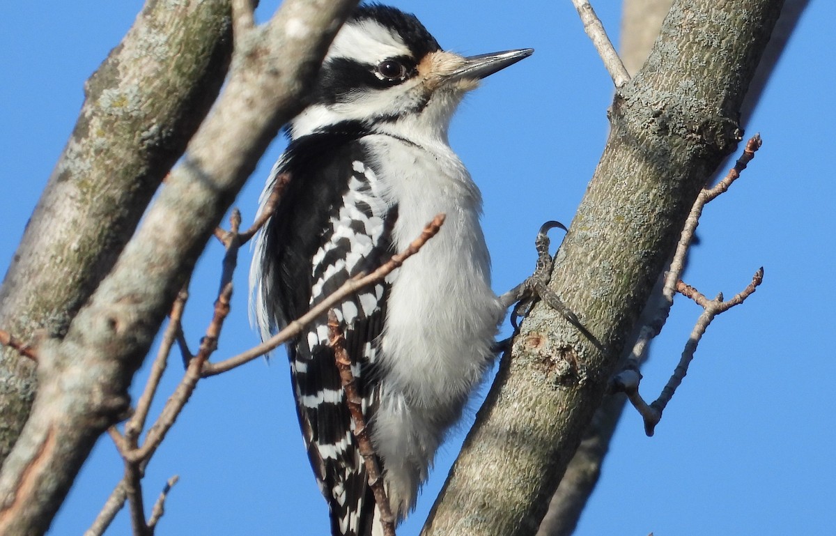 eBird Checklist - 15 Feb 2026 - Pickerill-Pigott Forest Preserve - 22 ...