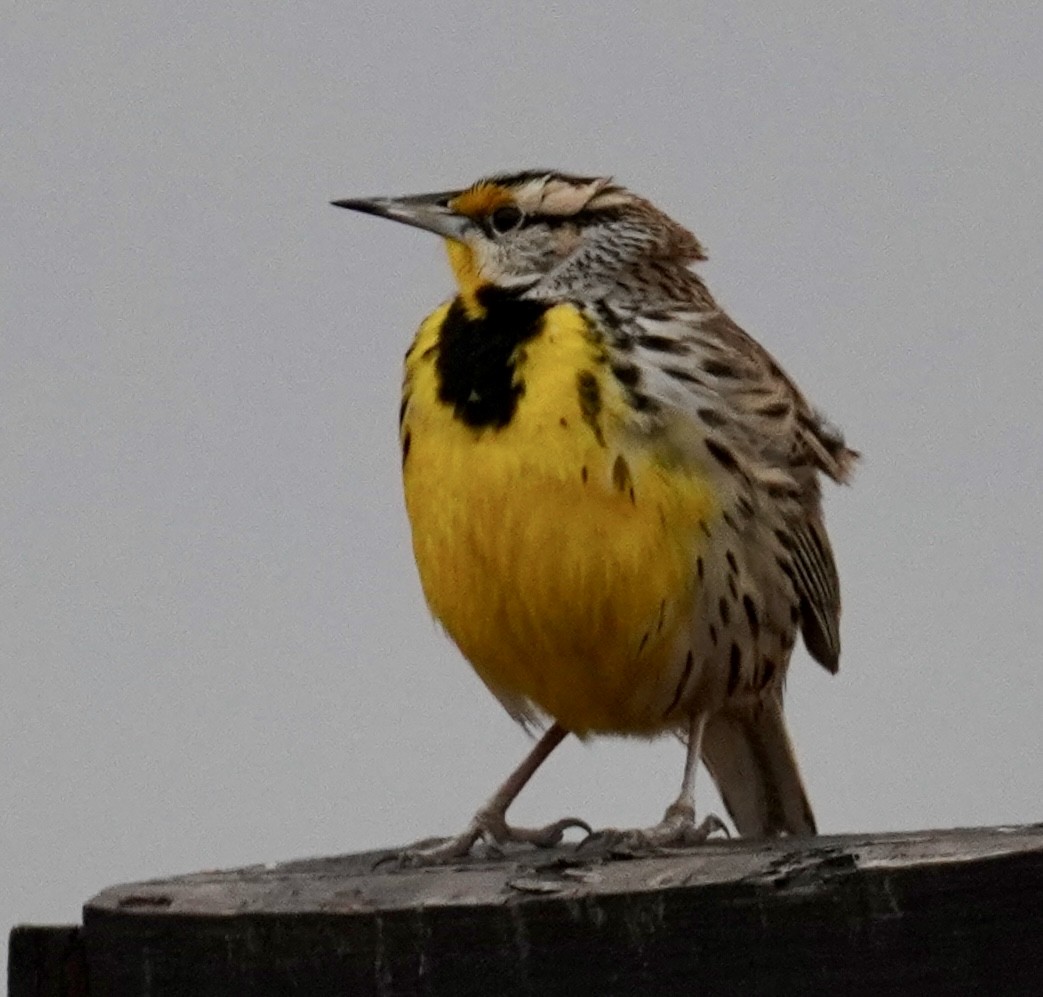 ヒガシマキバドリ - ML650967731