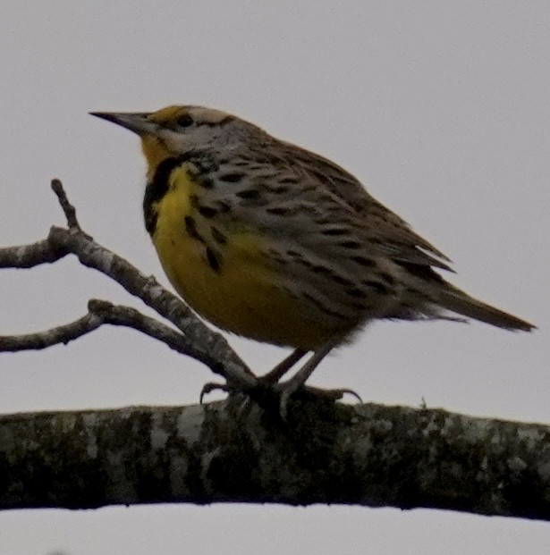 ヒガシマキバドリ - ML650967732