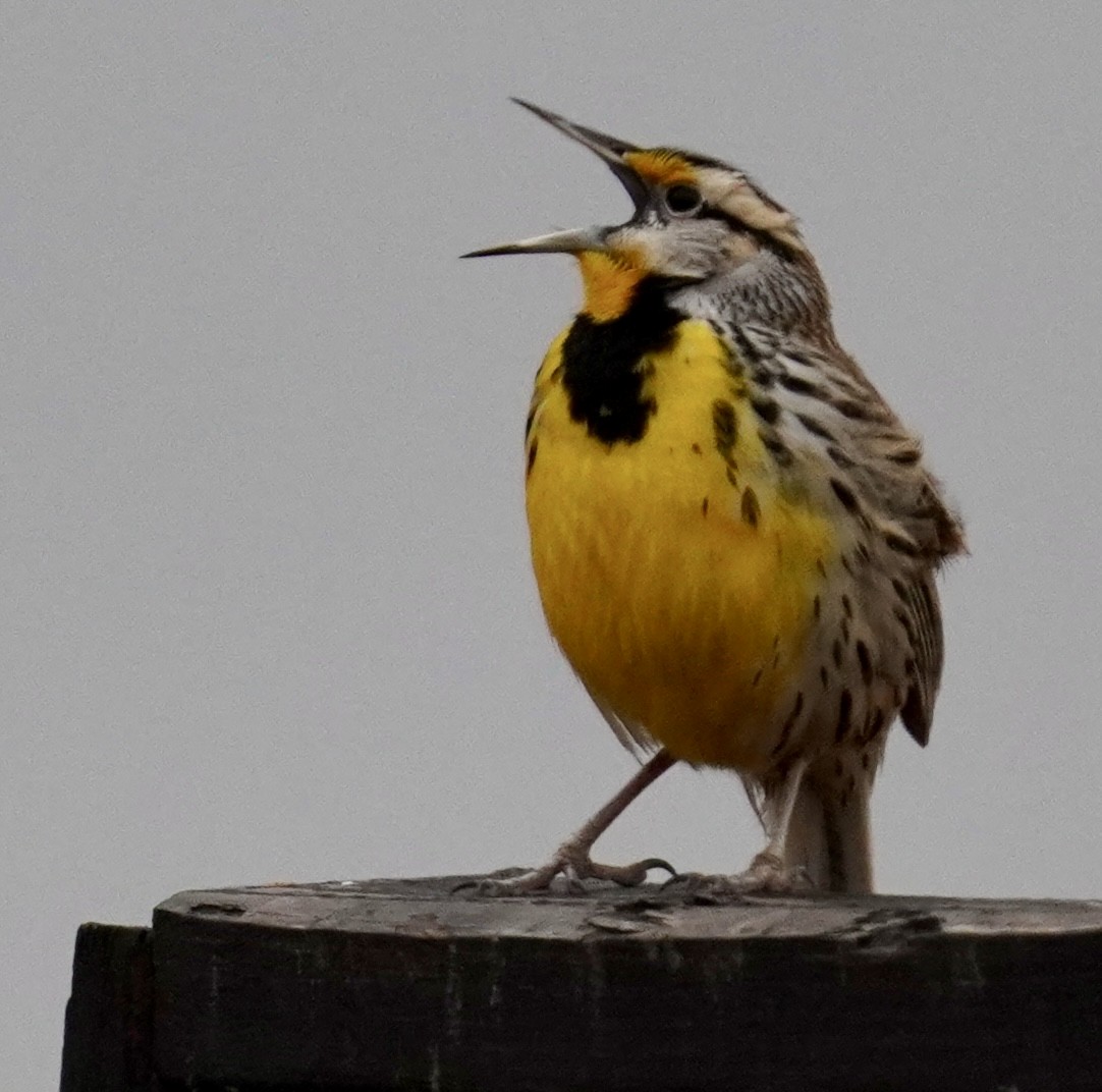 ヒガシマキバドリ - ML650967733