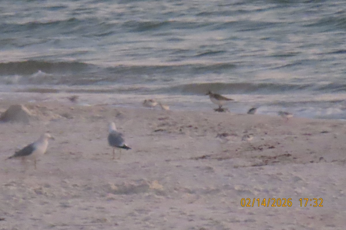 Песчанка - ML650967891