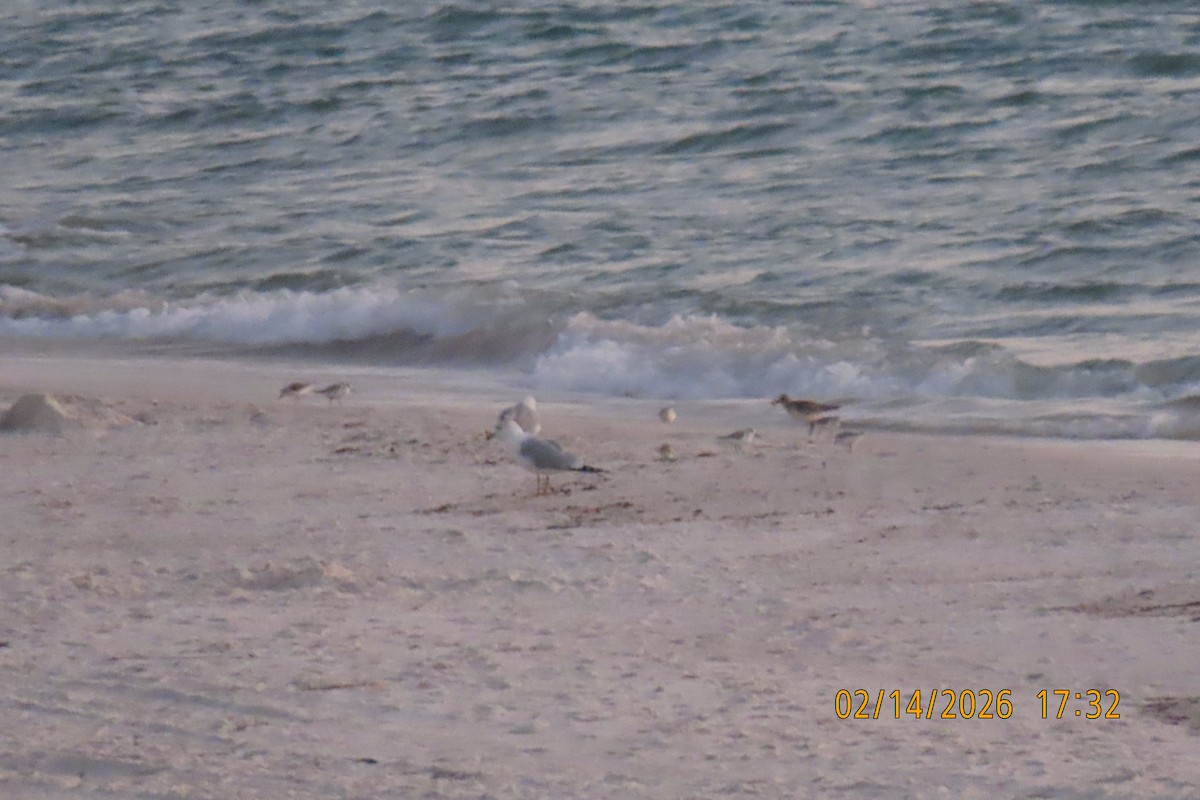 Песчанка - ML650967892