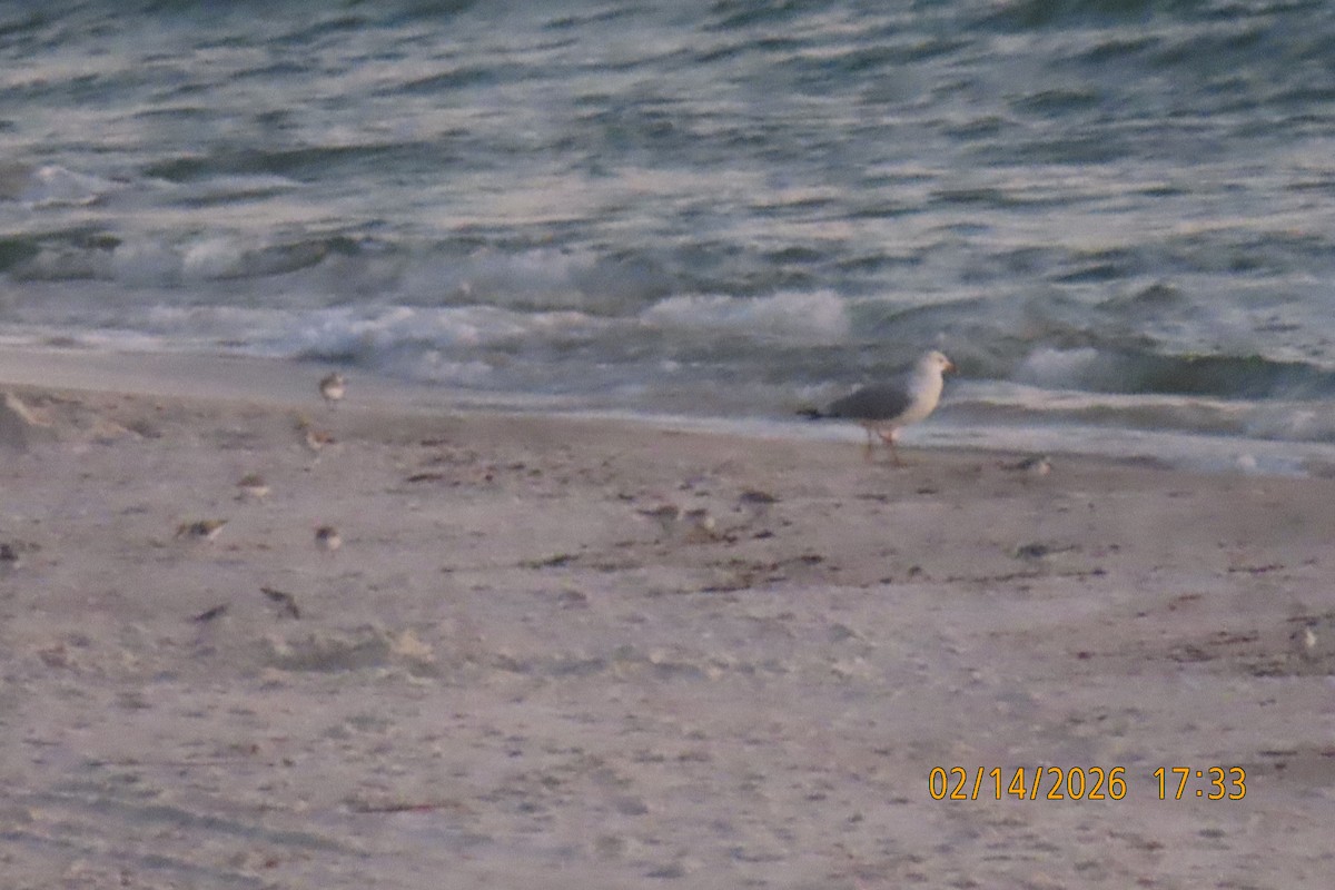 Песчанка - ML650967894