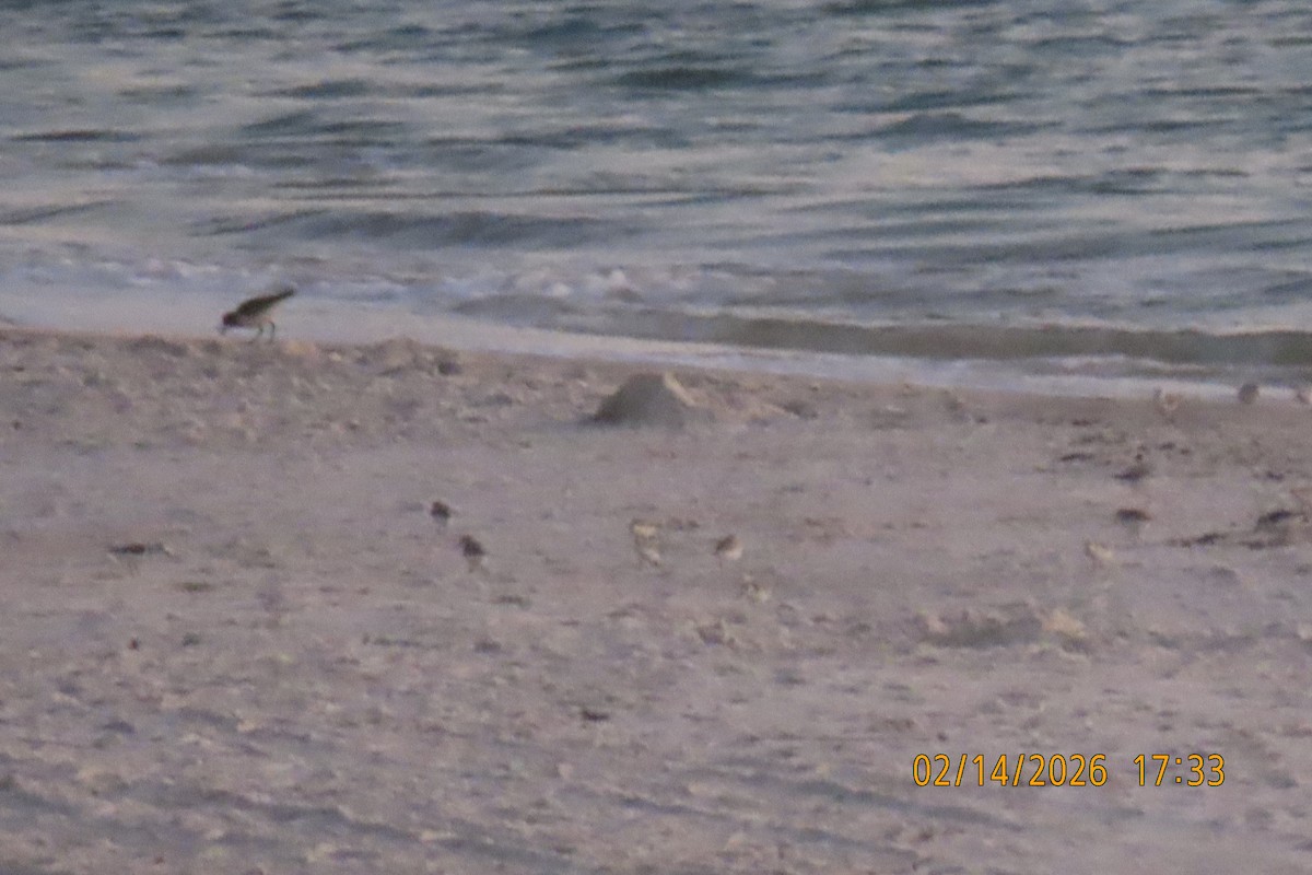 Песчанка - ML650967895