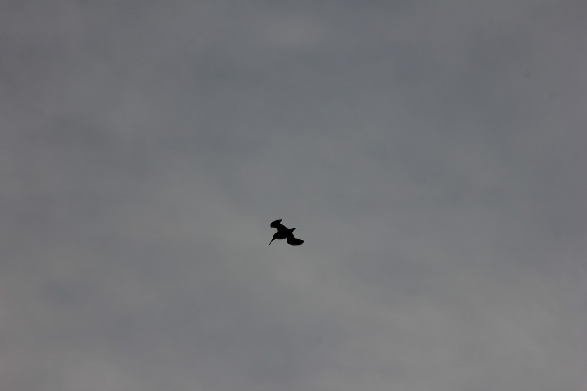 Jack Snipe - ML650967910